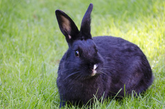 Oryctolagus cuniculus domesticus