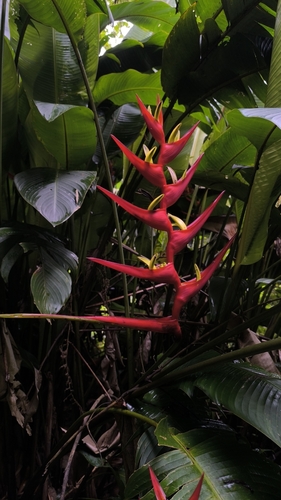 Foto de Bananeira-de-jardim