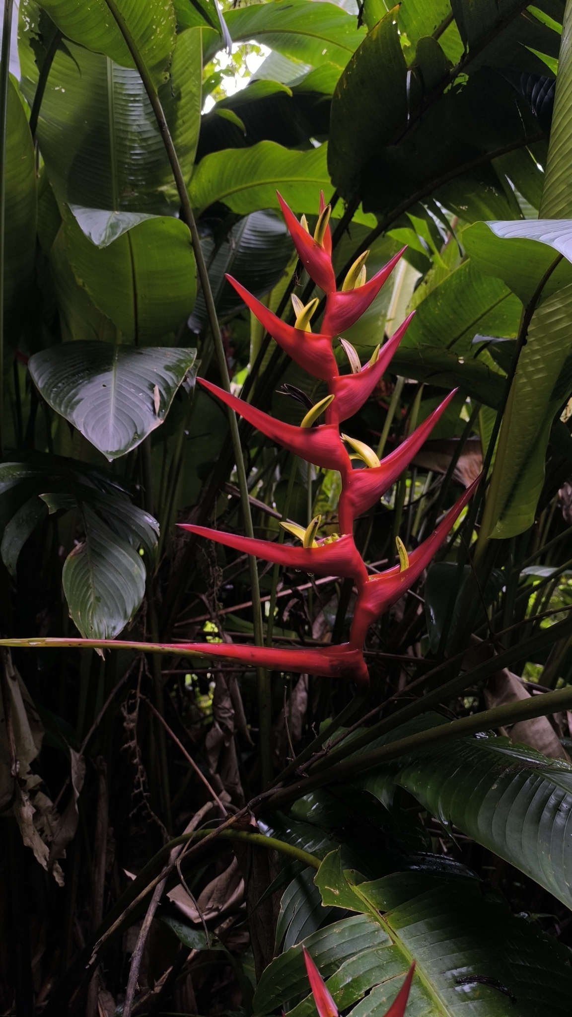 Imagem de Bananeira-de-jardim