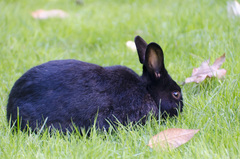 Oryctolagus cuniculus domesticus