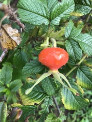 Rosa rugosa
