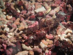 Pomatoschistus pictus