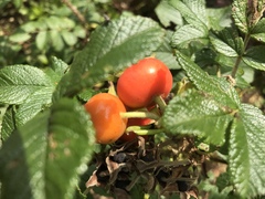 Rosa rugosa