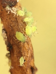 Aphis chloris