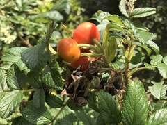 Rosa rugosa