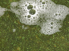 Microcystis