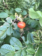Rosa rugosa
