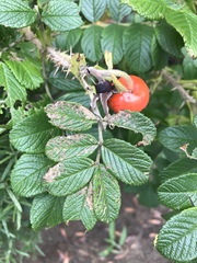 Rosa rugosa