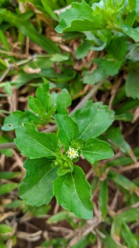 Foto de Carrapicho-de-carneiro
