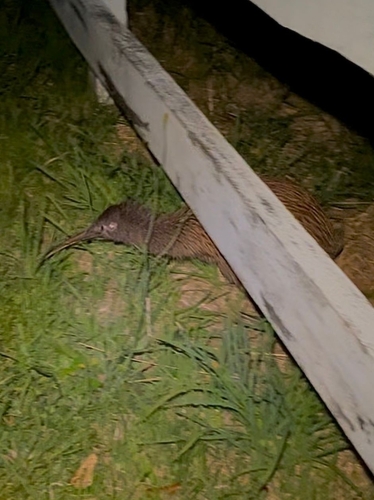 Southern Brown Kiwi (Apteryx australis), photo 8