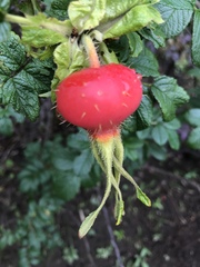 Rosa rugosa
