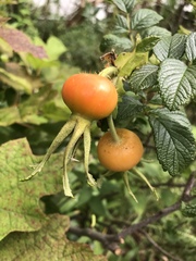 Rosa rugosa