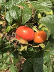 Rosa rugosa