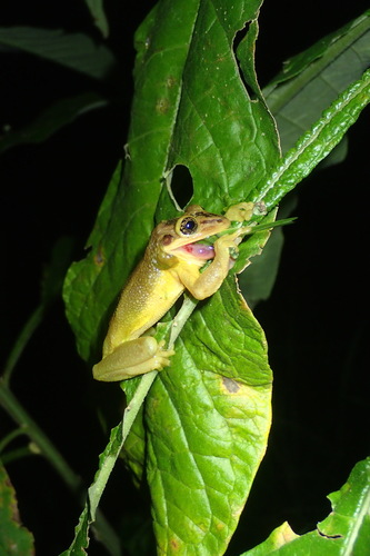 Jordan's Casque-headed Treefrog, Trachycephalus jordani