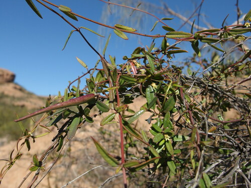Arizona swallow-wort (Metastelma arizonicum)