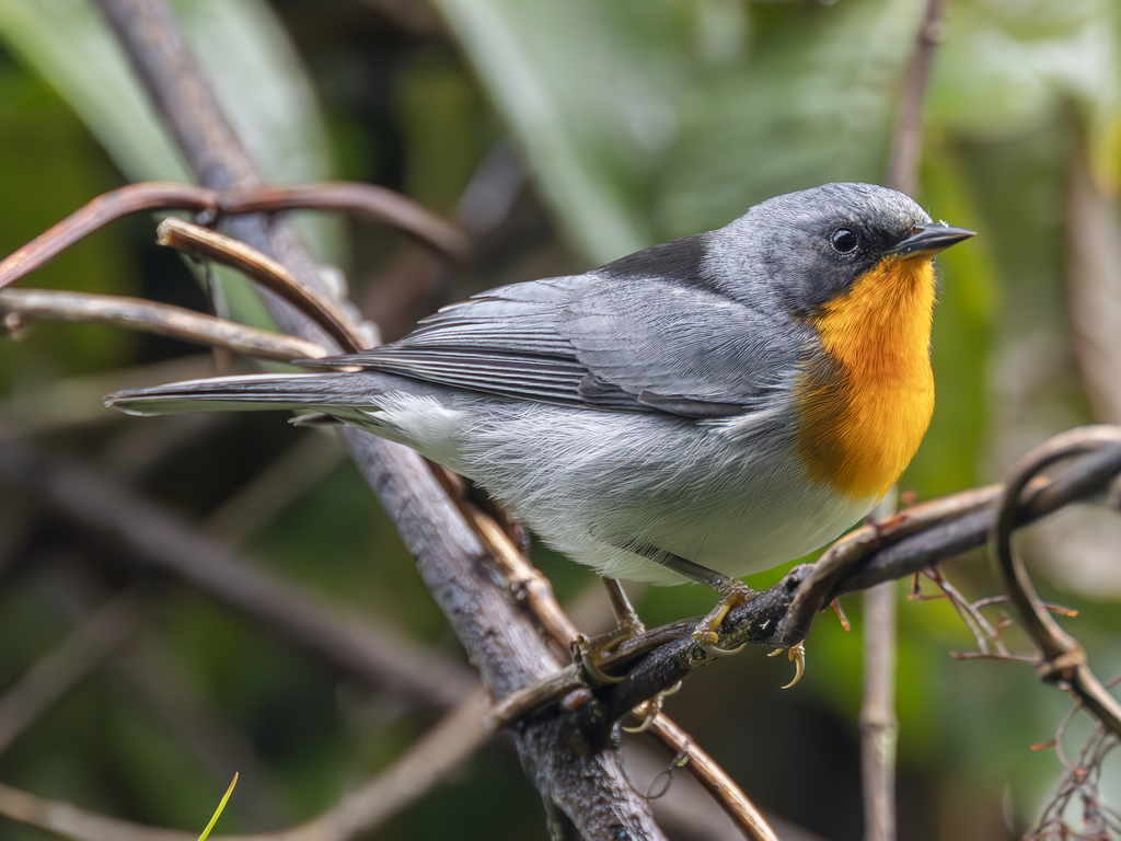 Flame-throated Warbler