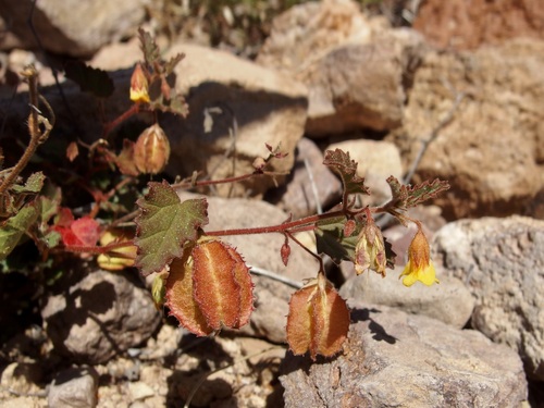 Image of Hermannia pauciflora by (c) Sue Carnahan, some rights reserved (CC BY)
