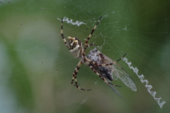 Diceroprocta viridifascia