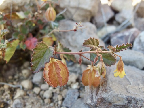 Image of Hermannia pauciflora by (c) Sue Carnahan, some rights reserved (CC BY)