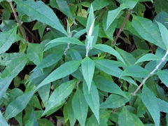 Buddleja globosa