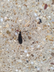 Diogmites platypterus