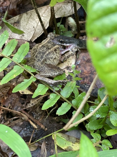 Tropidonophis picturatus, 2025-01-13