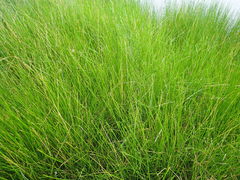 Eleocharis robbinsii