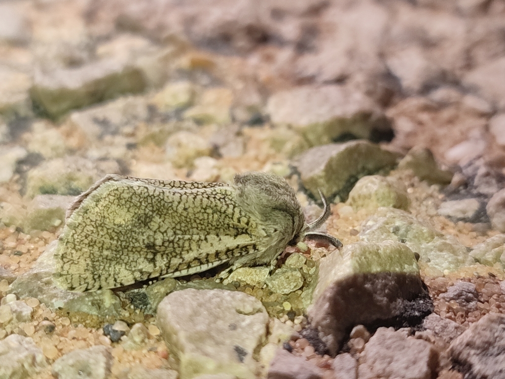 Wiltshirocossus aries
