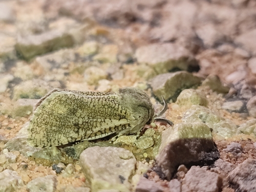 Wiltshirocossus aries