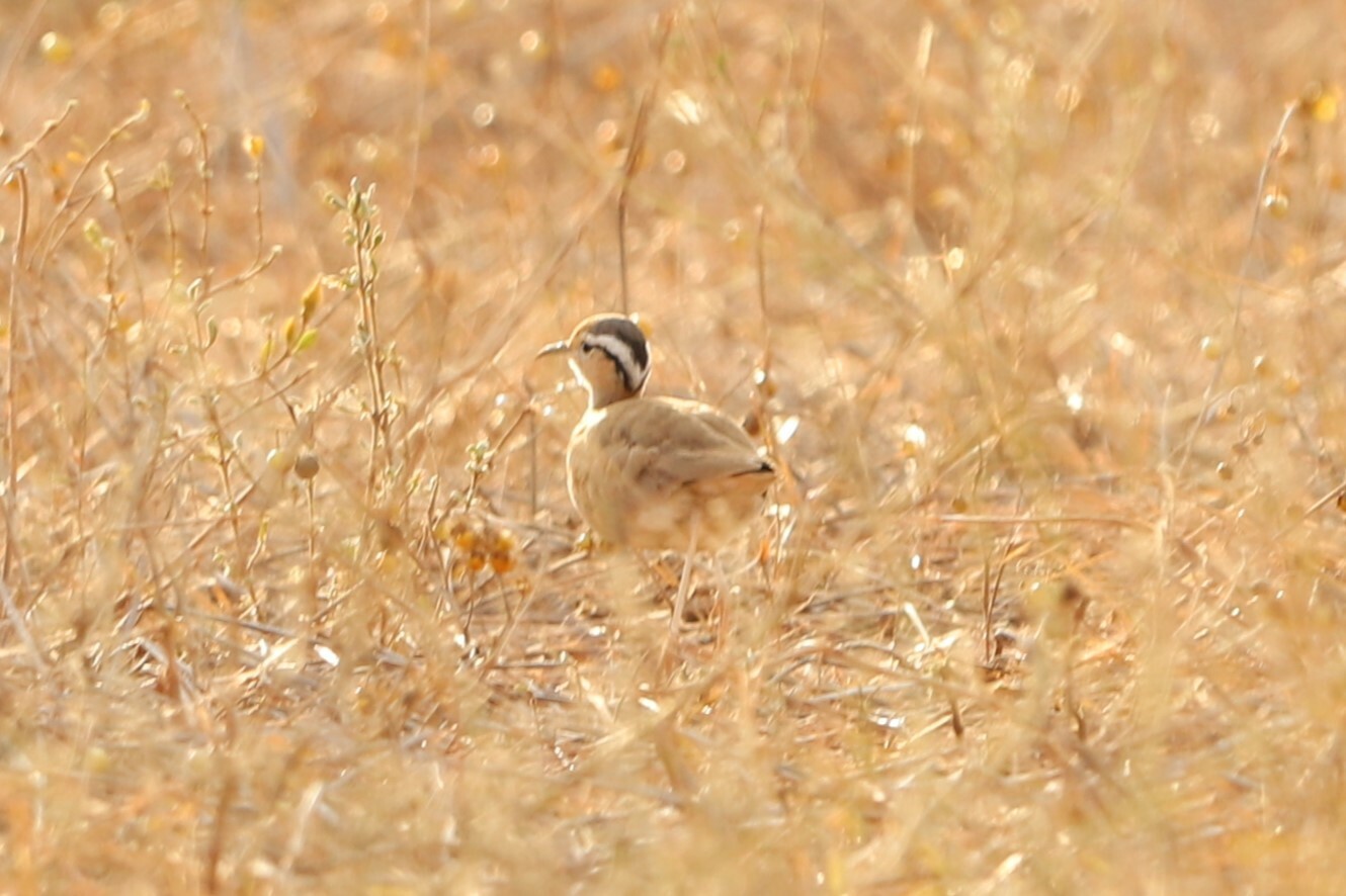 Somali Courser (Cursorius somalensis), photo 3
