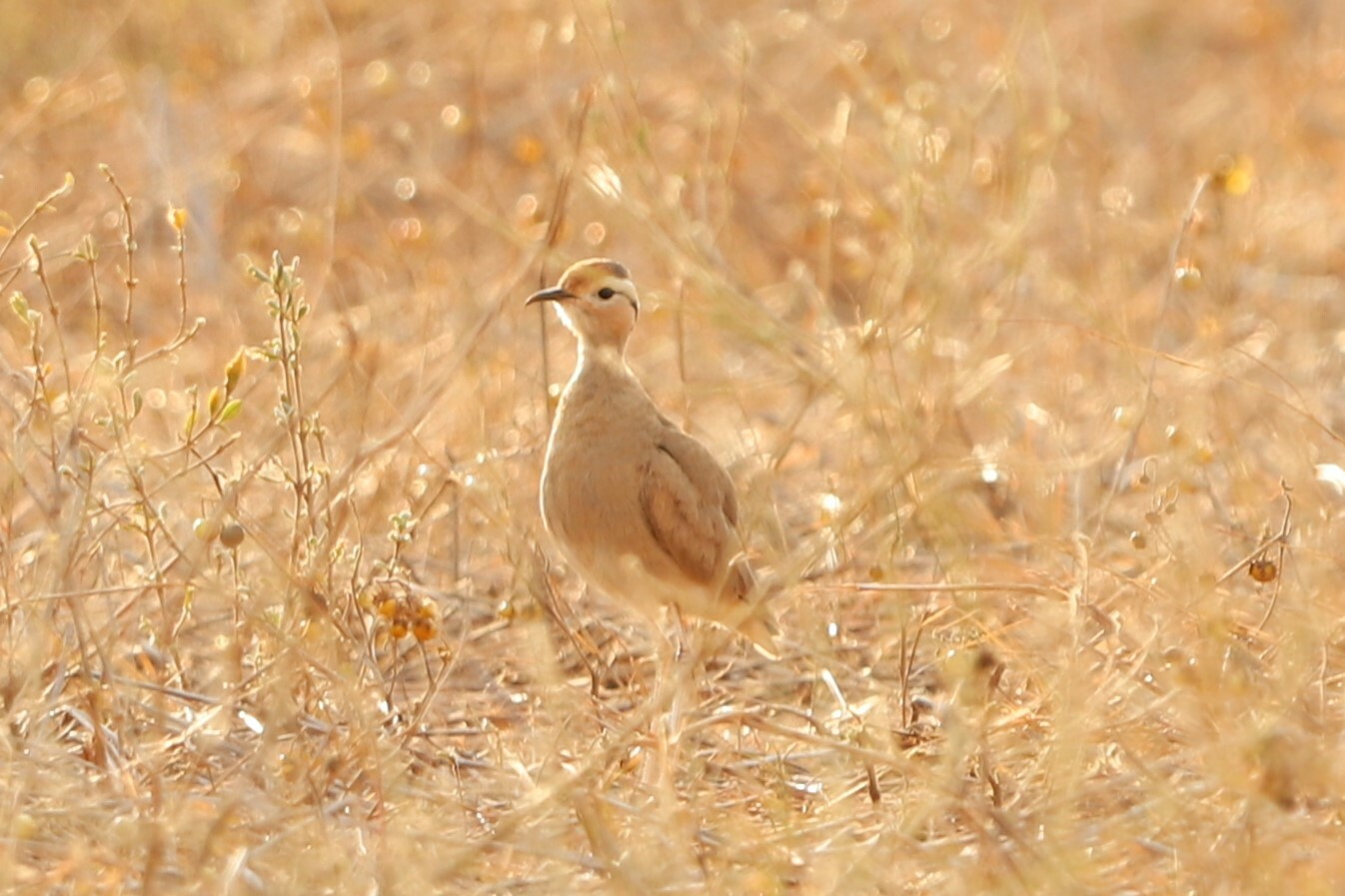 Somali Courser (Cursorius somalensis), photo 2