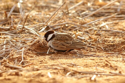 Chestnut-headed Sparrow-Lark (Eremopterix signatus), photo 5