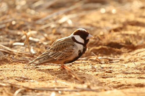 Chestnut-headed Sparrow-Lark (Eremopterix signatus), photo 2