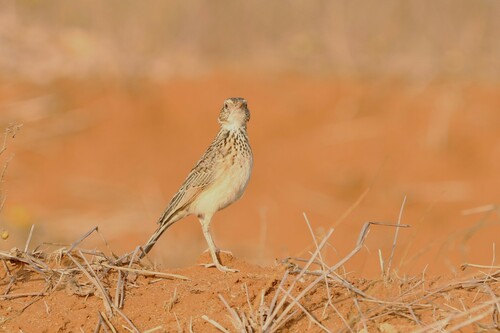 Red-winged Lark (Corypha hypermetra), photo 6