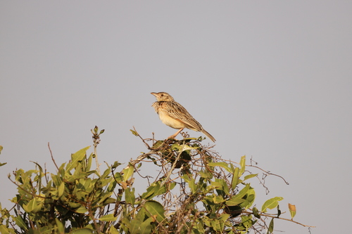 Red-winged Lark (Corypha hypermetra), photo 8