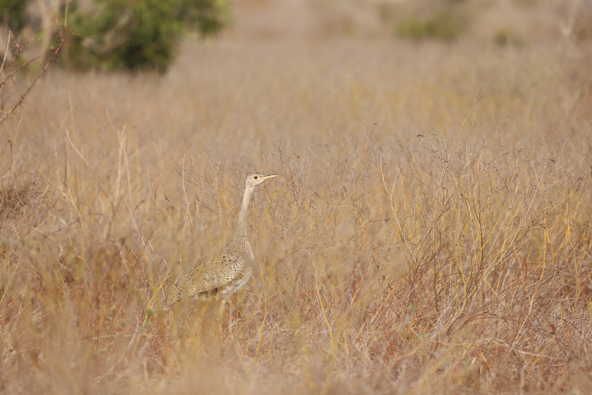 Hartlaub's Bustard (Lissotis hartlaubii), photo 1
