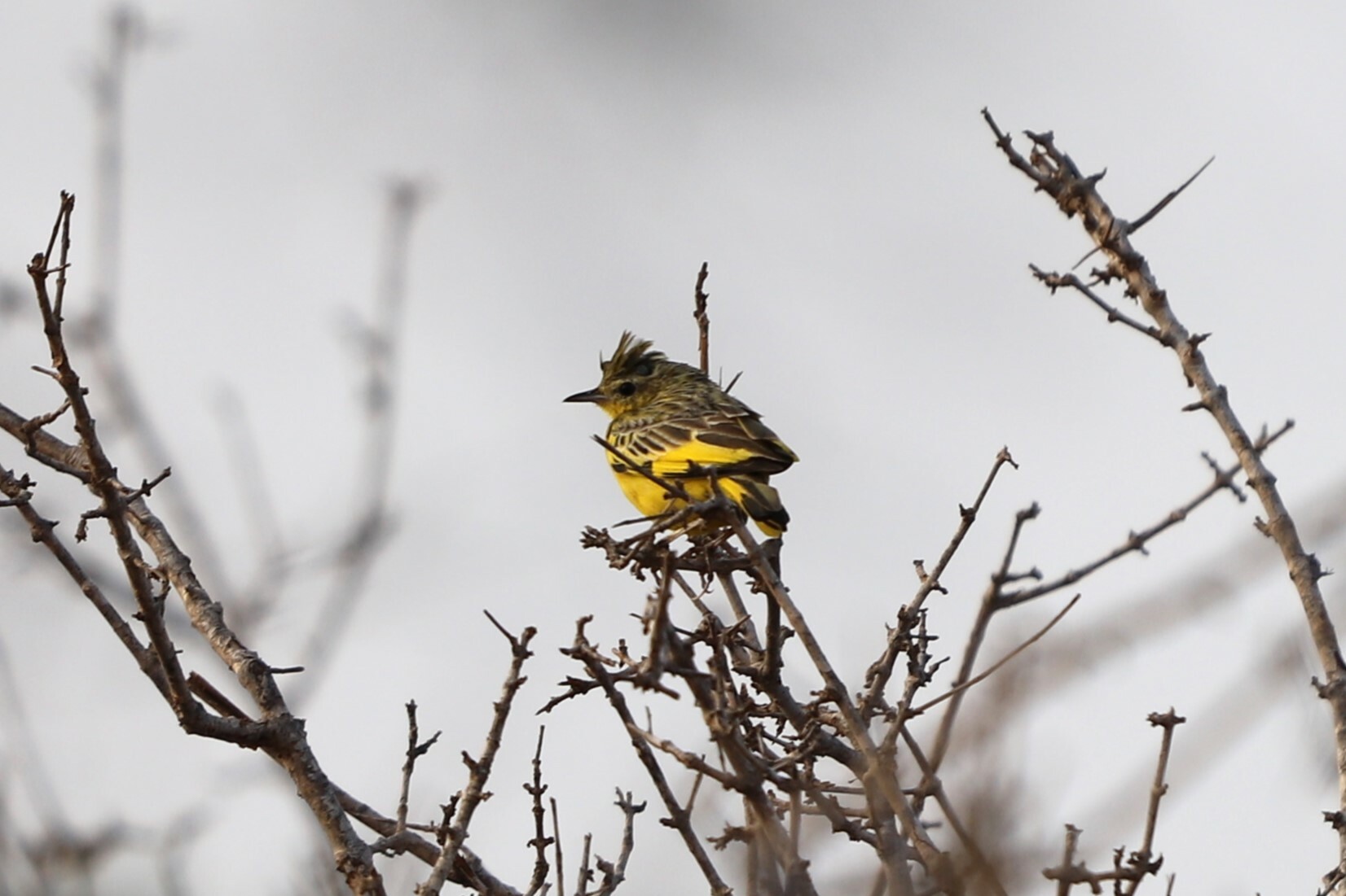 Golden Pipit (Tmetothylacus tenellus), photo 2
