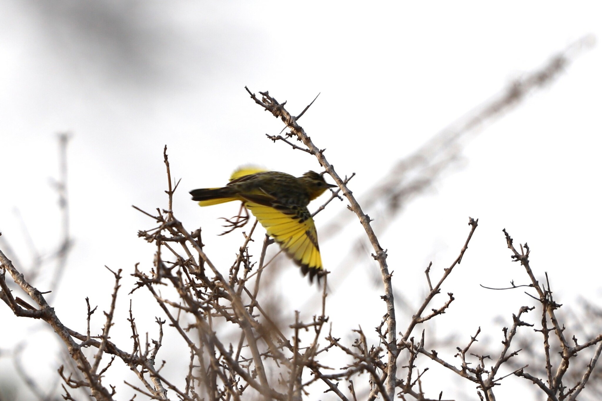 Golden Pipit (Tmetothylacus tenellus), photo 3