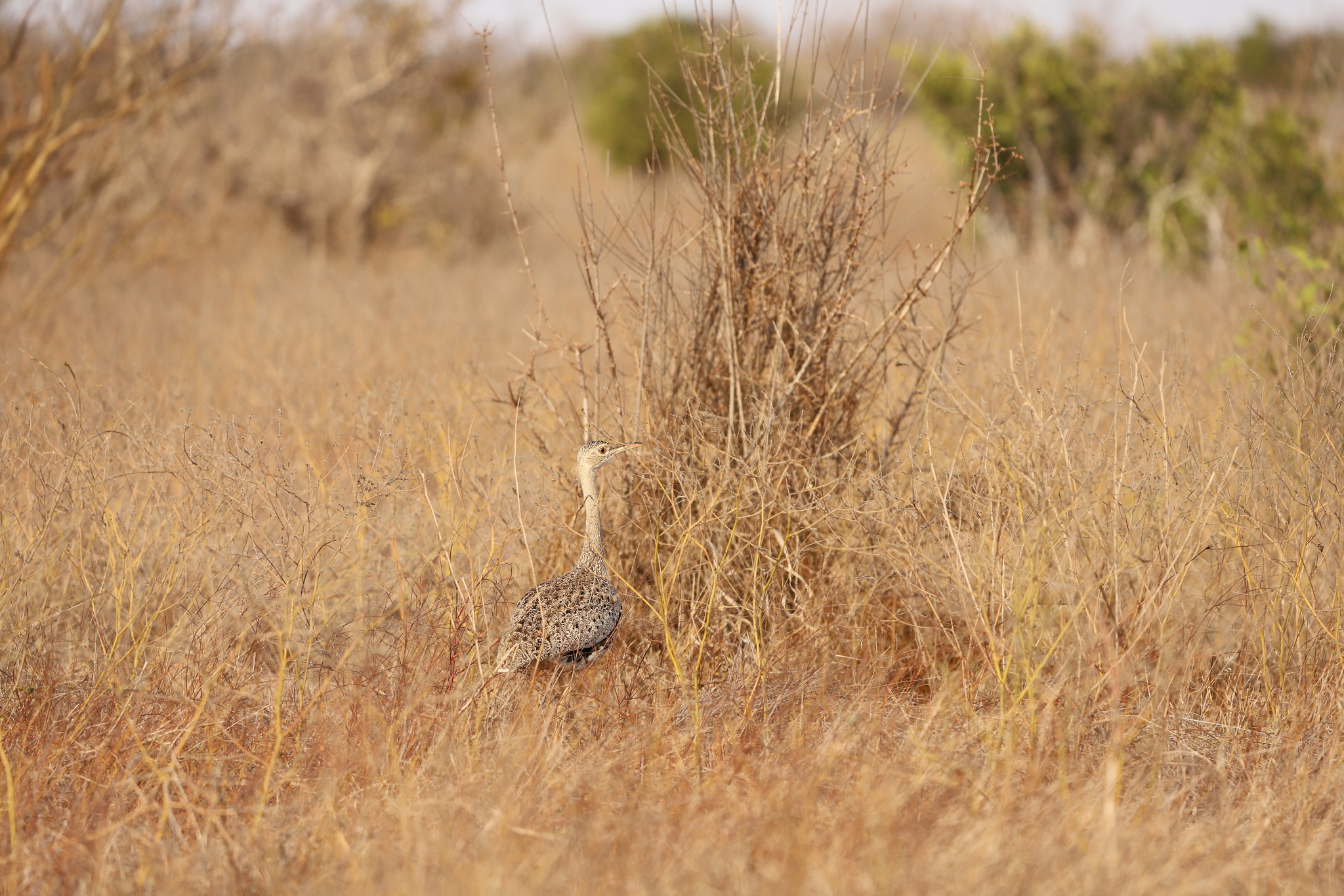 Hartlaub's Bustard (Lissotis hartlaubii), photo 3