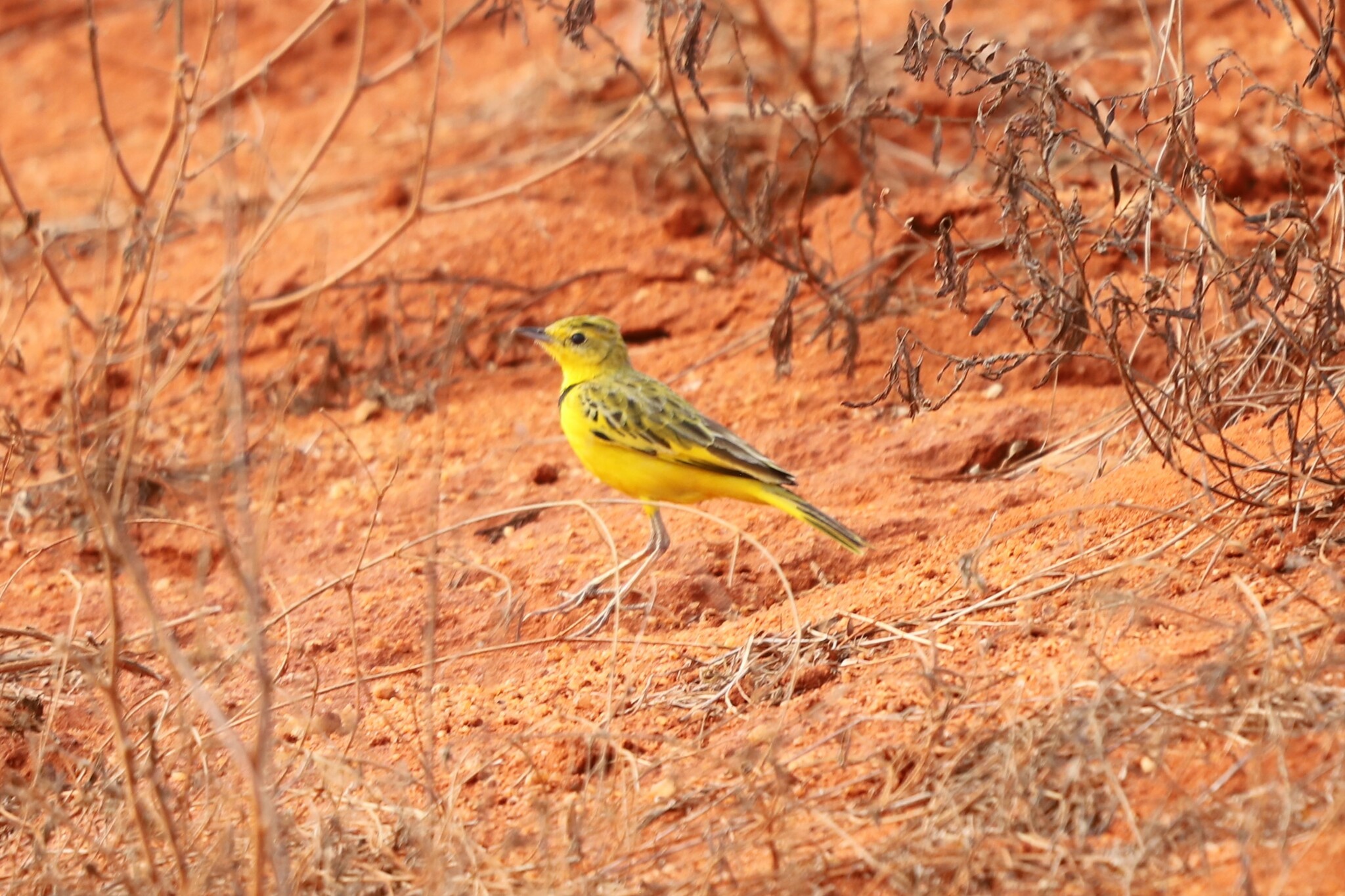 Golden Pipit (Tmetothylacus tenellus), photo 1