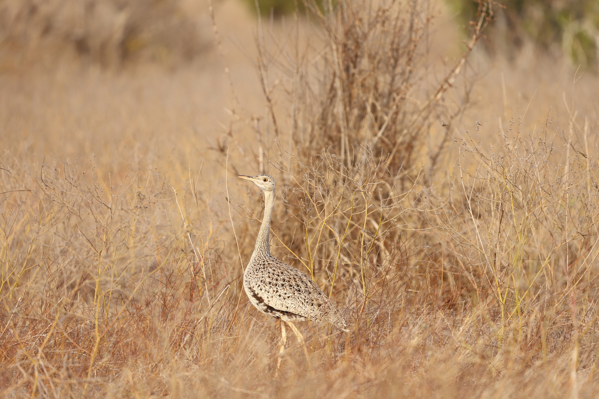 Hartlaub's Bustard (Lissotis hartlaubii), photo 2