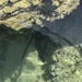 Tropiometra afra