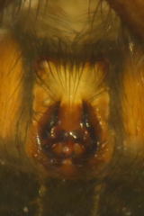 Zelotes longipes