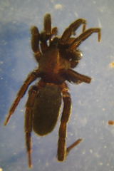 Zelotes longipes