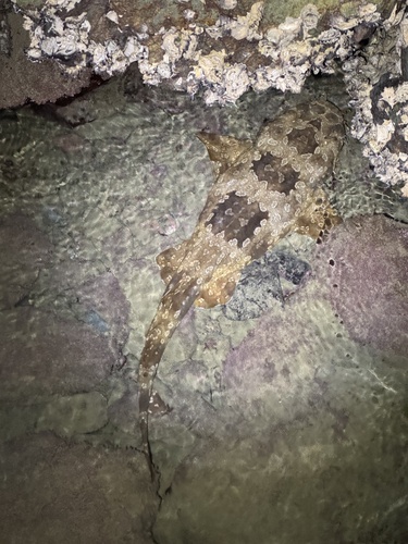 Orectolobus maculatus