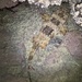Orectolobus maculatus