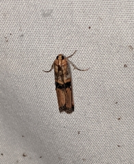 Dasypyga alternosquamella