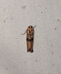 Dasypyga alternosquamella