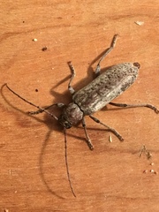 Trichoferus holosericeus