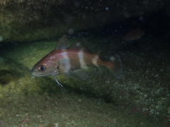 Trisopterus luscus